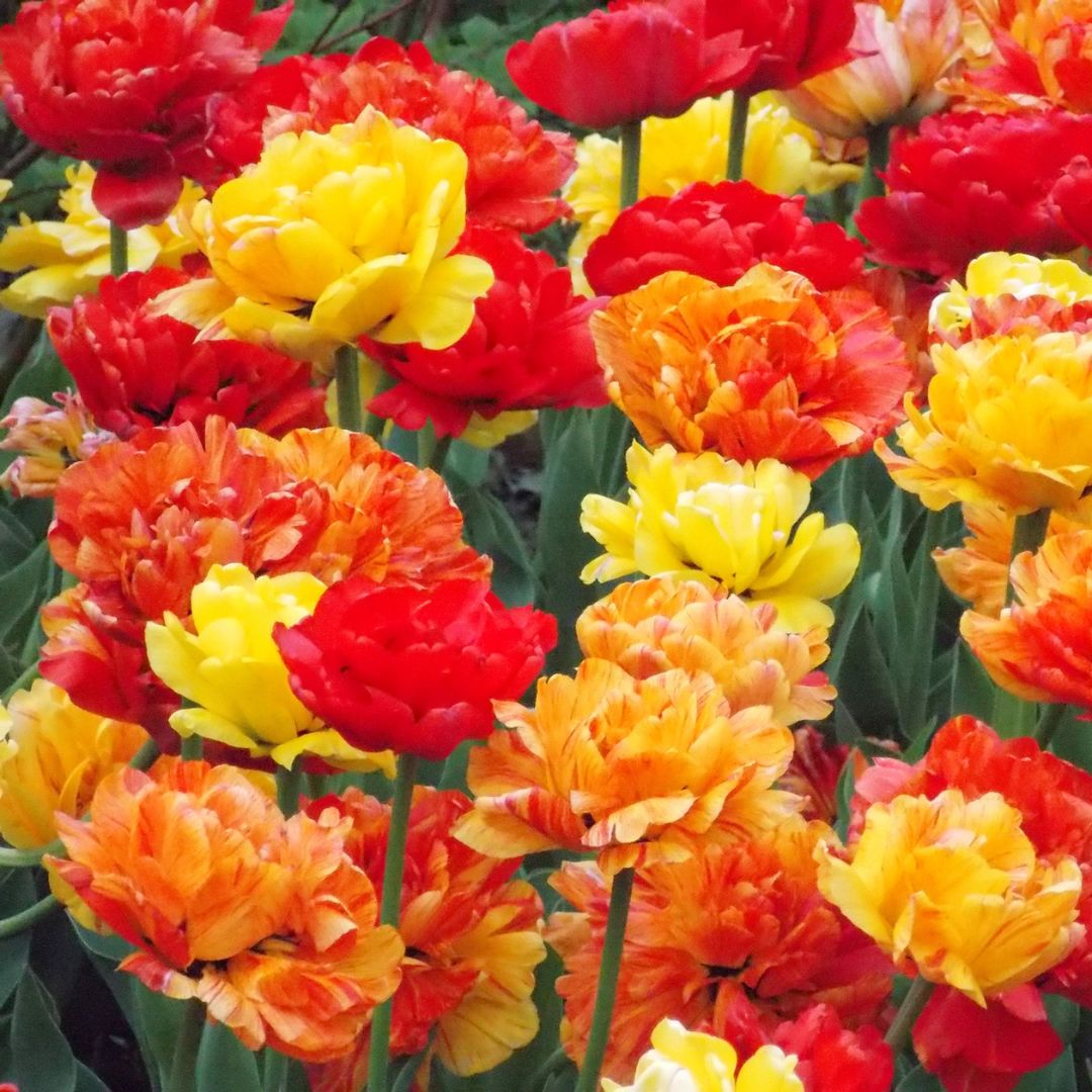 Tulips - Pineapple Express, Colourful Companions, 16 Pack