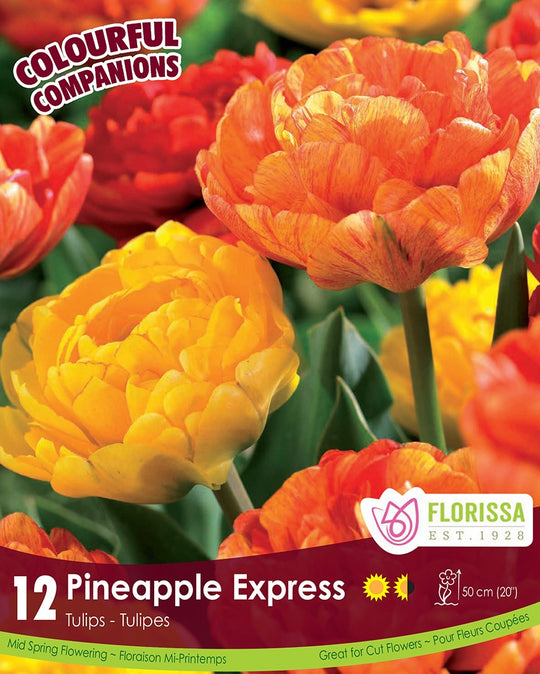 Tulips - Pineapple Express, Colourful Companions, 12 Pack