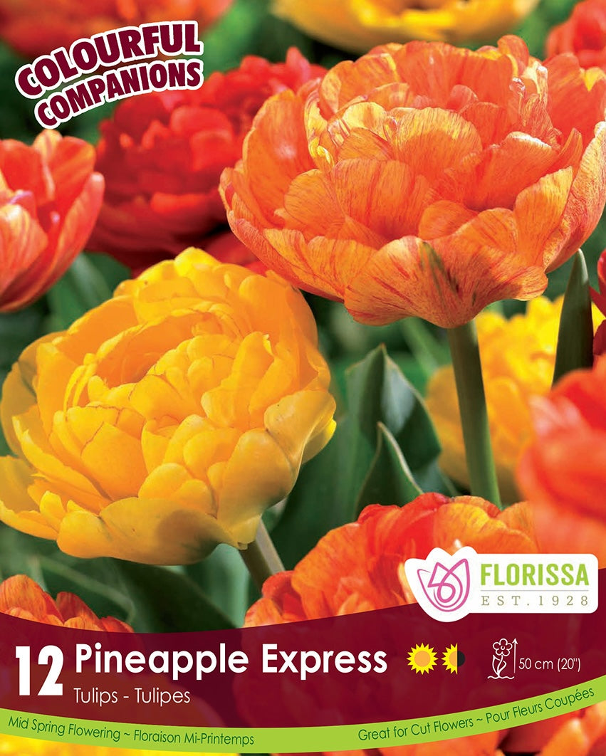 Tulips - Pineapple Express, Colourful Companions, 12 Pack