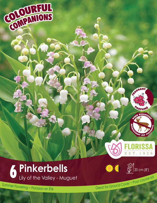 Convallaria - Pinker Bells, Colourful Companions 6 Pack