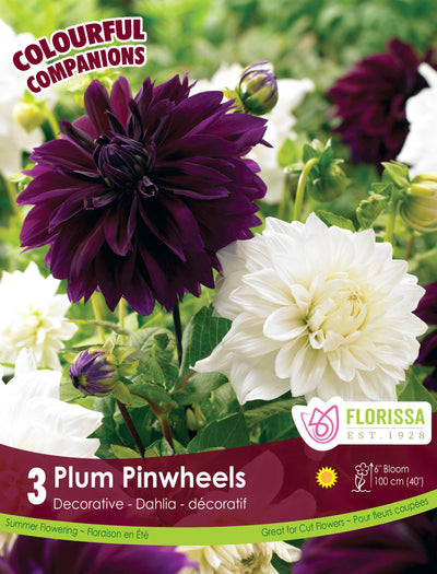 Dahlias - Plum Pinwheels, Colourful Companions, 3 Pack