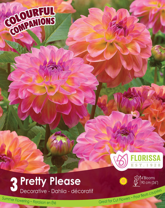 Dahlia - Pretty Please, Colourful Companions, 3 Pack