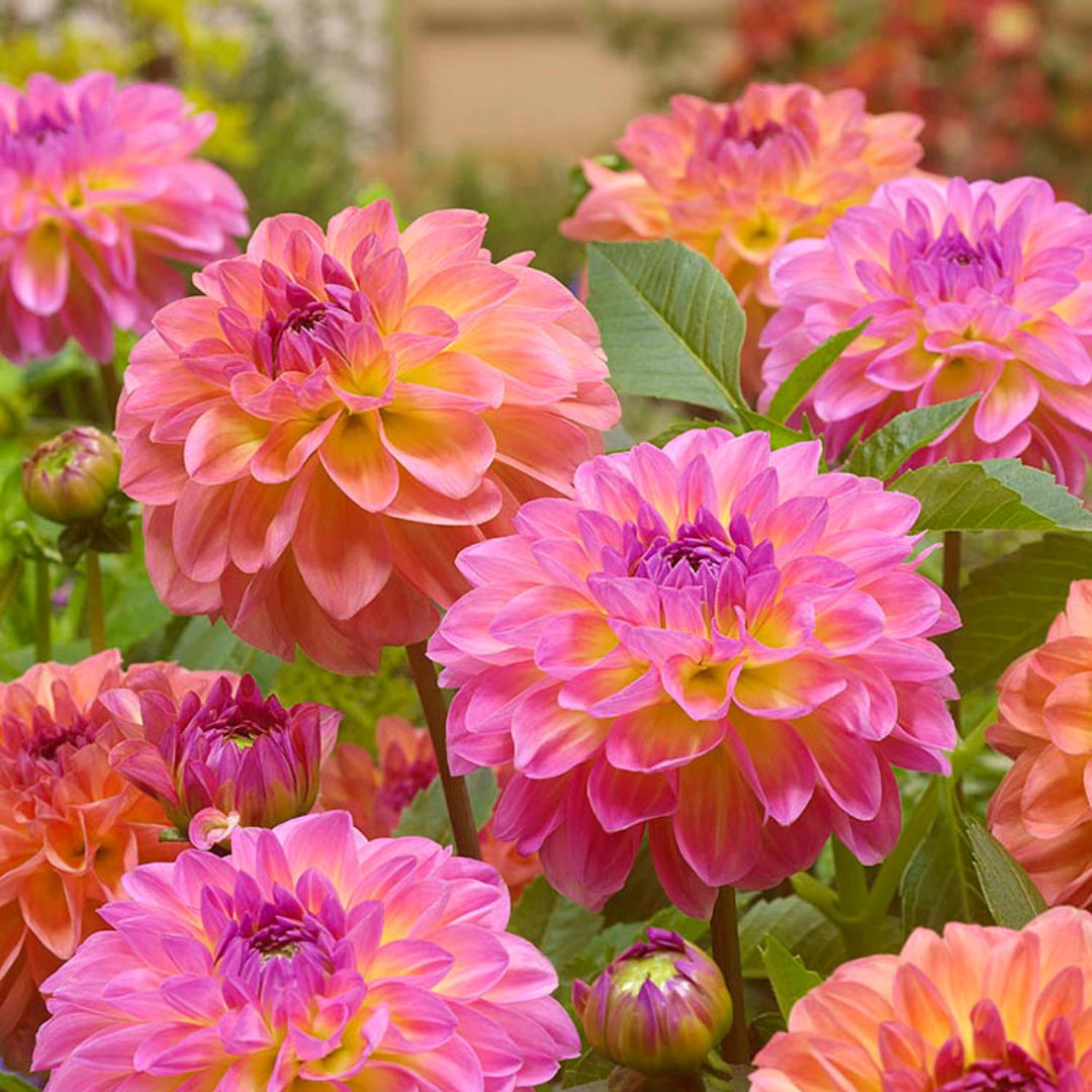 Dahlias - Pretty Please, Colourful Companions, 3 Pack