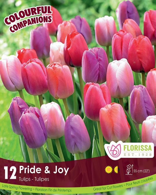 Tulips - Pride & Joy, Colourful Companions, 12 Pack