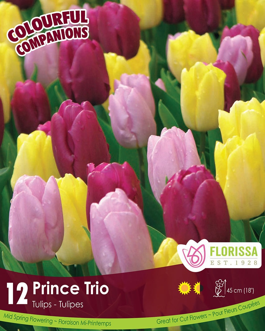 Tulips - Prince Trio, Colourful Companions, 12 Pack