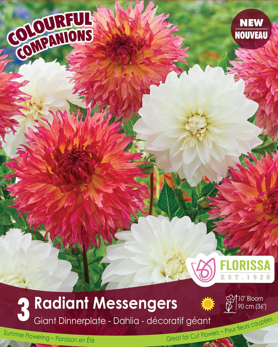 Dahlia - Radiant Messengers, Colourful Companions, 3 Pack