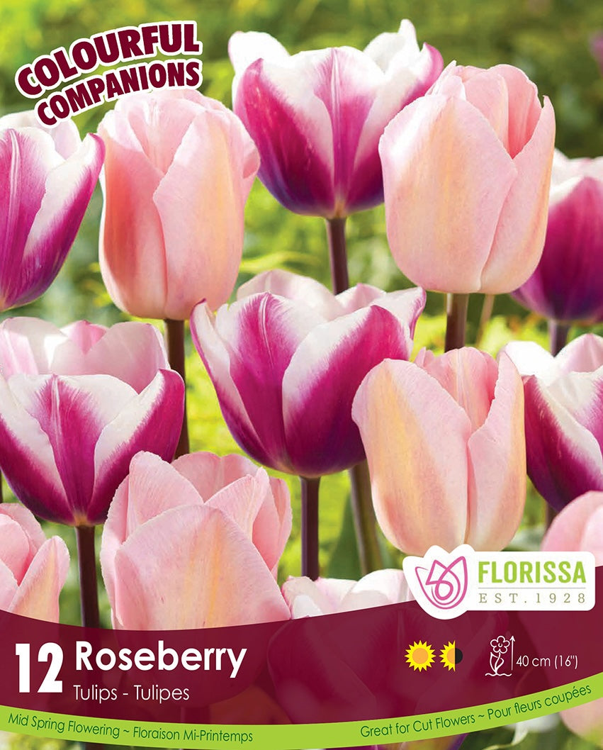 Tulips - Roseberry, Colourful Companions, 12 Pack