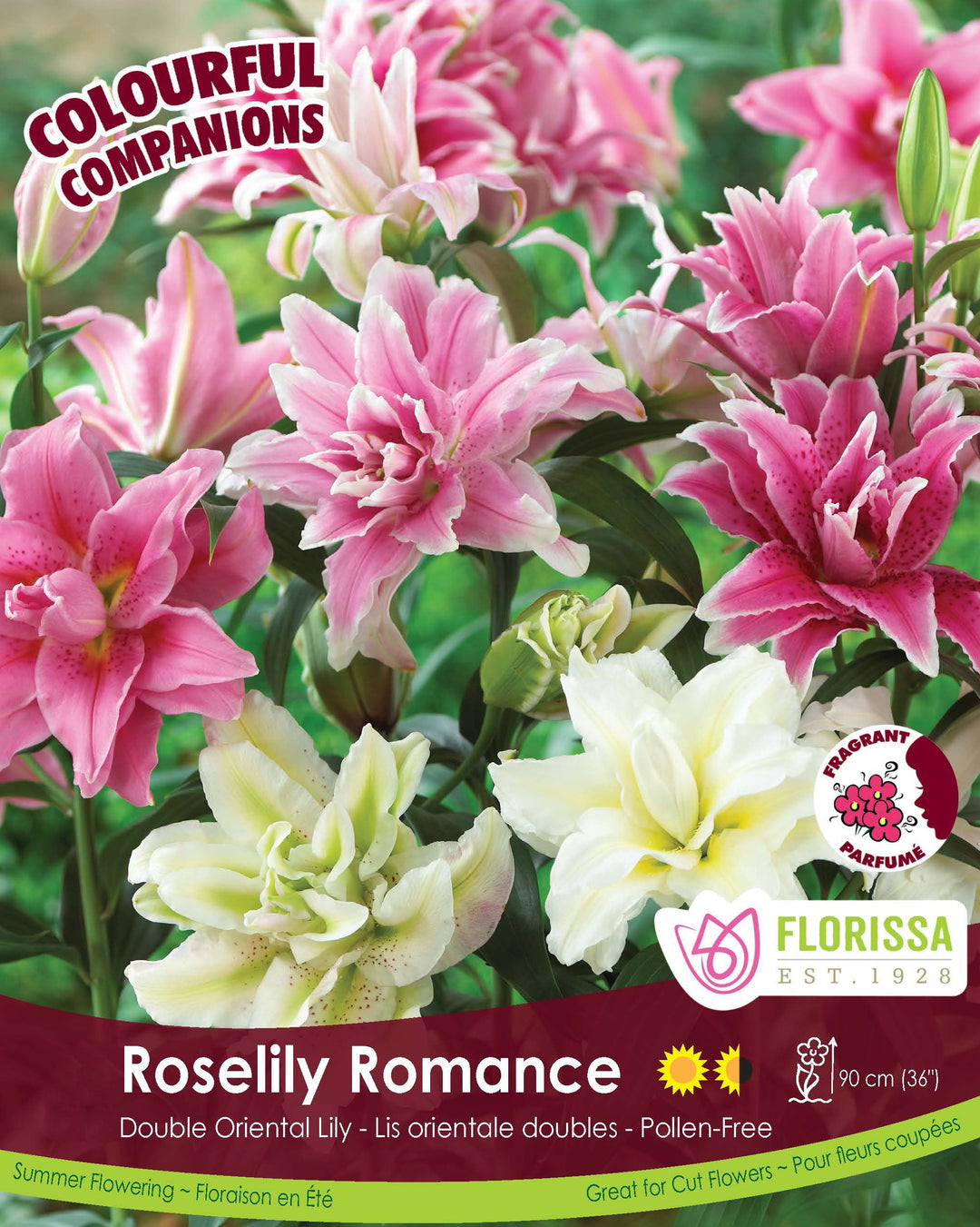 Lily - Roselily Romance, Colourful Companions, 2 Pack