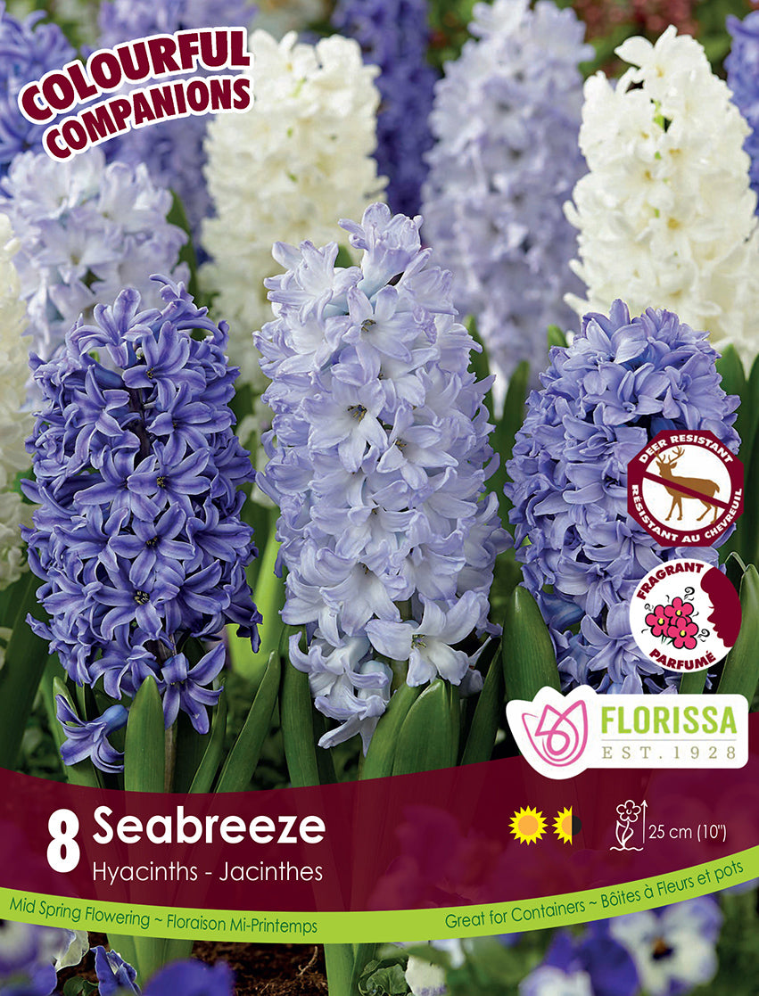 Hyacinths - Seabreeze, Colourful Companions, 8 Pack