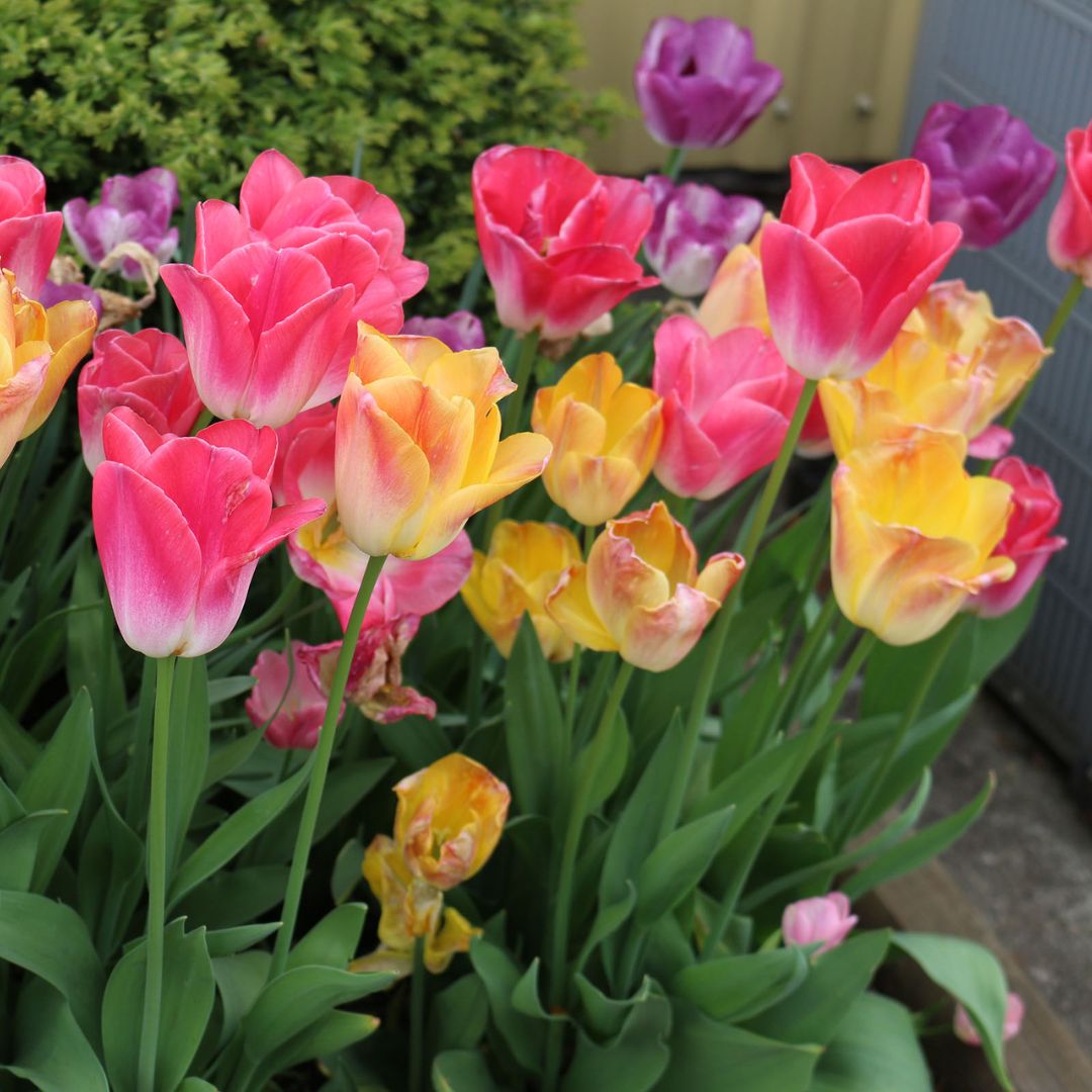 Tulips - Serene Sunset, Colourful Companions, 16 Pack