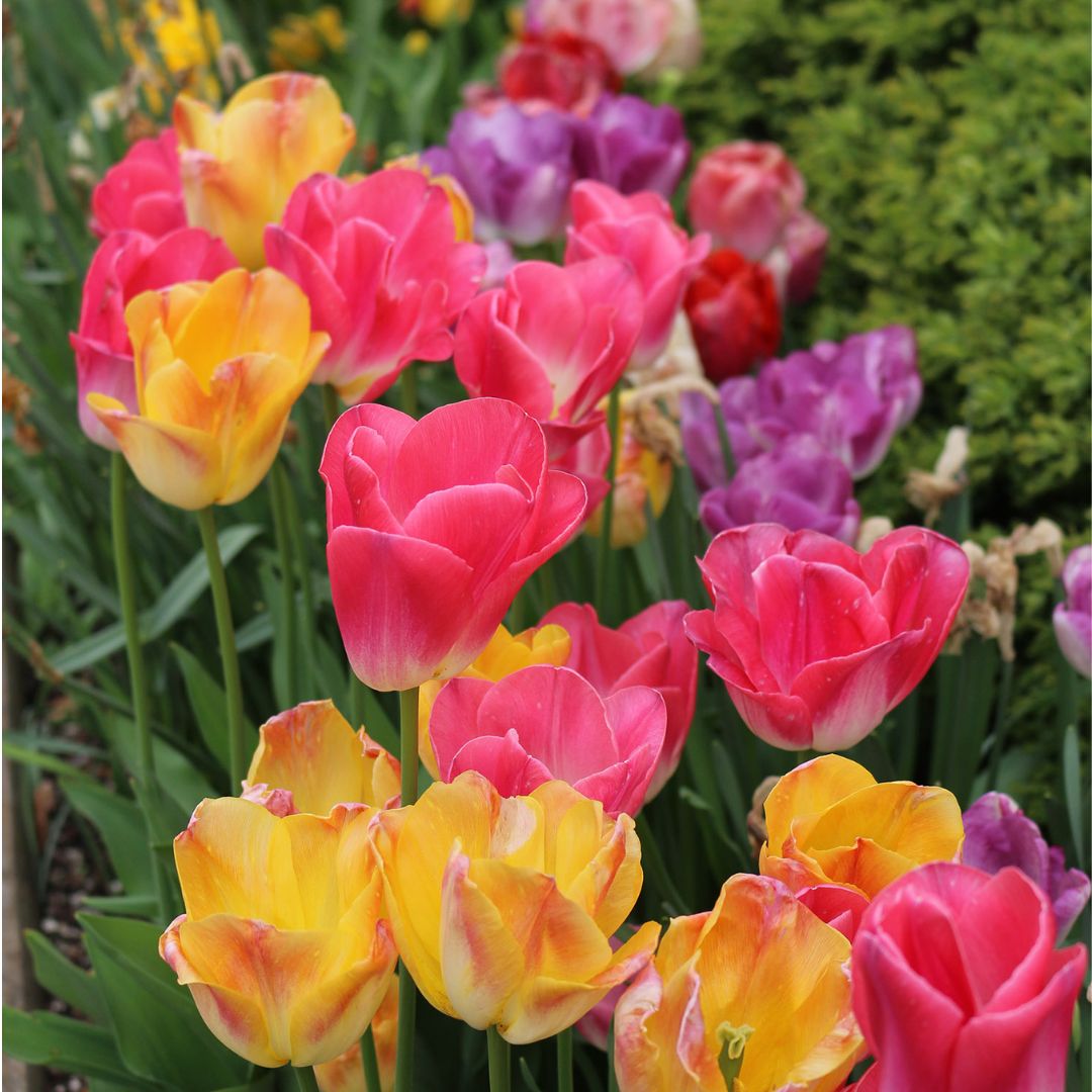 Tulips - Serene Sunset, Colourful Companions, 16 Pack