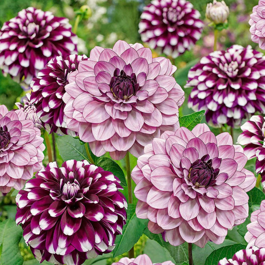 Dahlias - Smokey Amethyst, Colourful Companions, 3 Pack