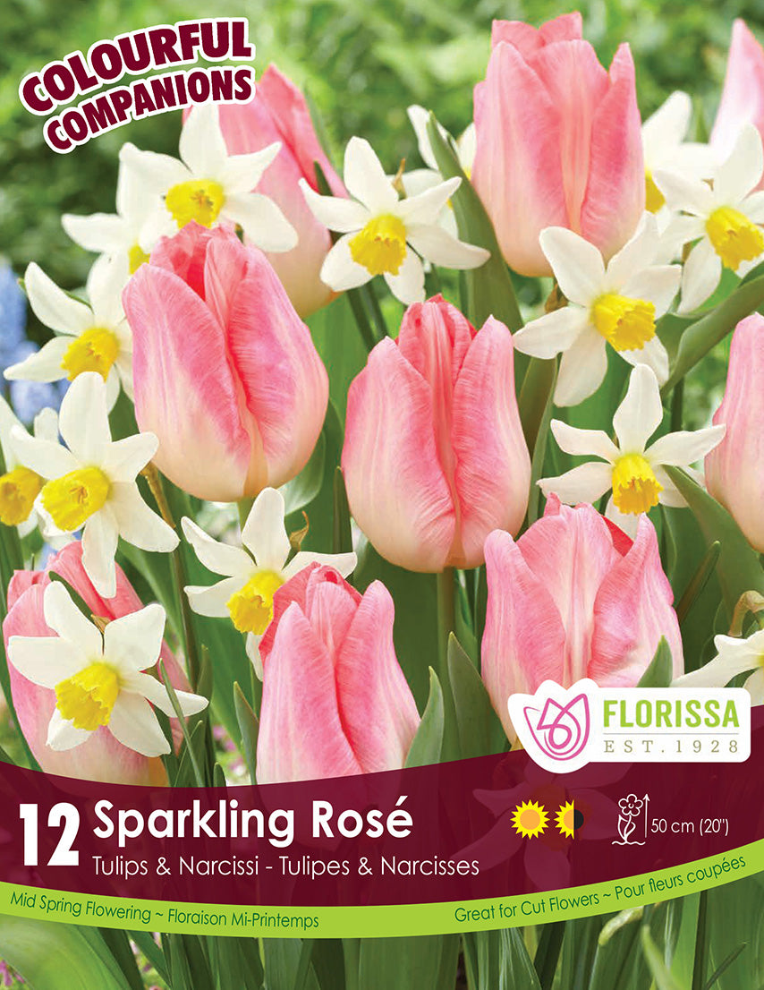 Tulip & Narcissus - Sparkling Rose, Colourful Companions, 12 Pack