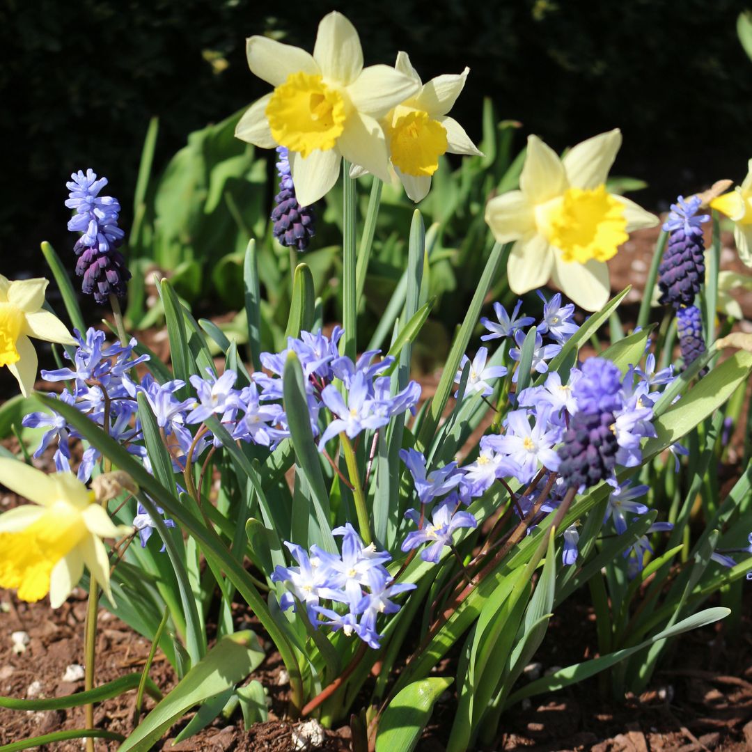 Narcissi, Chionodoxa, & Muscari - Spring Cheer, Colourful Companions, 36 Pack