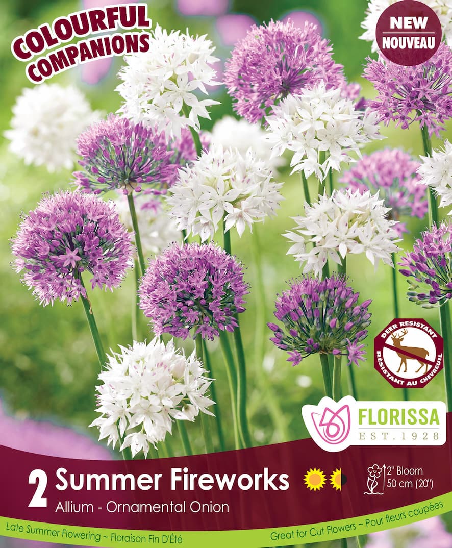 Allium - Summer Fireworks, Colourful Companions, 2 Pack