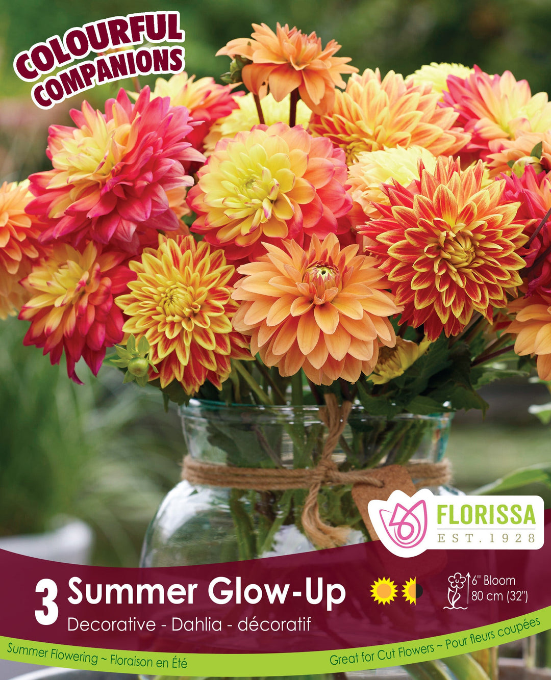Dahlia - Summer Glow-Up, Colourful Companions