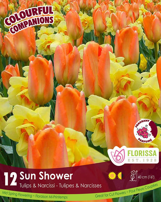 Tulips & Narcissi - Sun Shower, Colourful Companions, 12 pack