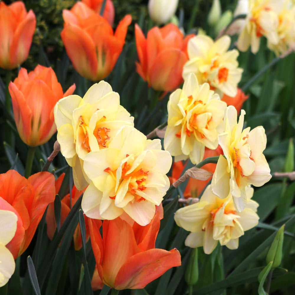 Tulips & Narcissi - Sun Shower, Colourful Companions, 14 pack