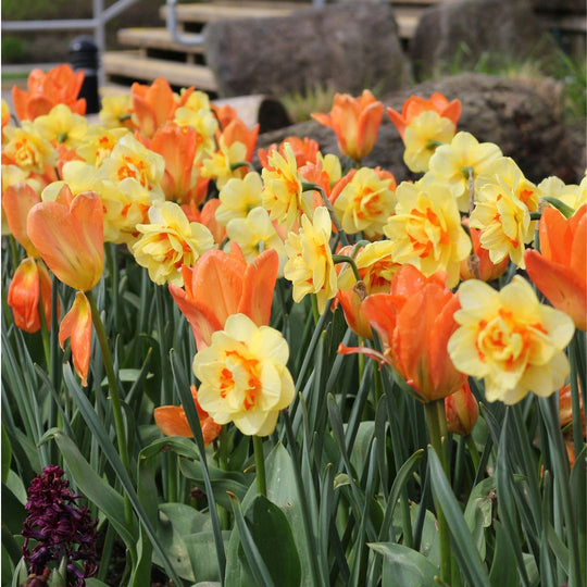 Tulips & Narcissi - Sun Shower, Colourful Companions, 14 pack