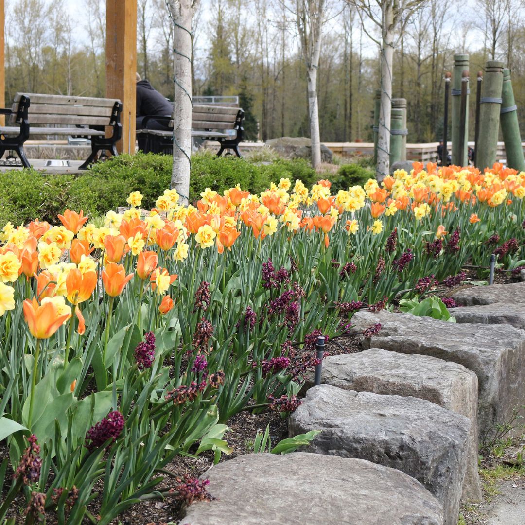 Tulips & Narcissi - Sun Shower, Colourful Companions, 14 pack