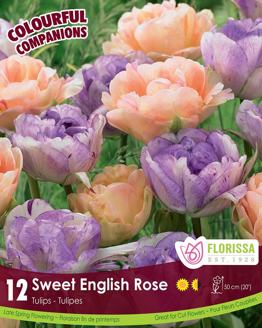 Tulips - Sweet English Rose, Colourful Companions, 12 Pack