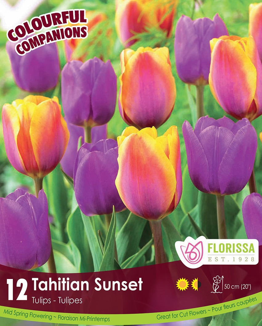 Tulips - Tahitian Sunset, Colourful Companions, 12 Pack