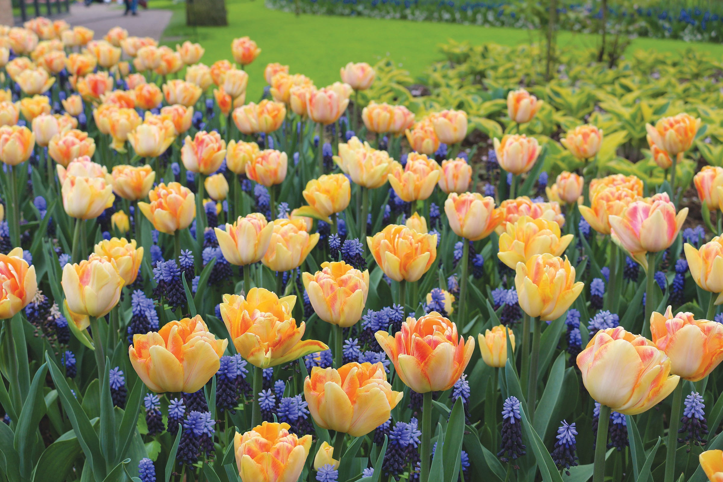 Tulip - Foxy Foxtrot, 6 Pack – Wildwood Outdoor Living