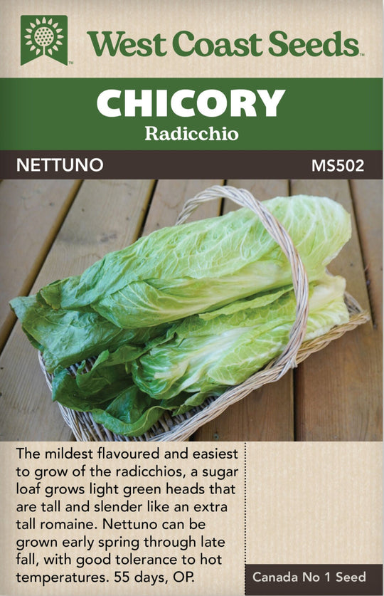 Chicory Radicchio Nettuno - West Coast Seeds