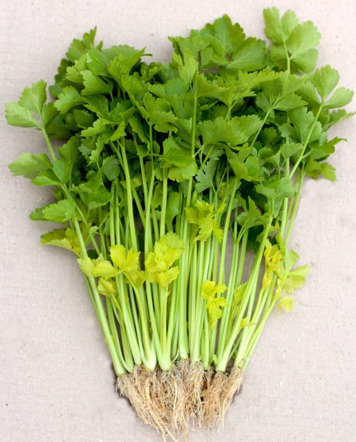 Celery Chinese Yellow Stem - West Coast Seeds