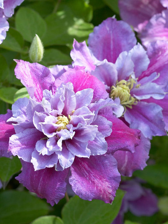Clematis Pillu