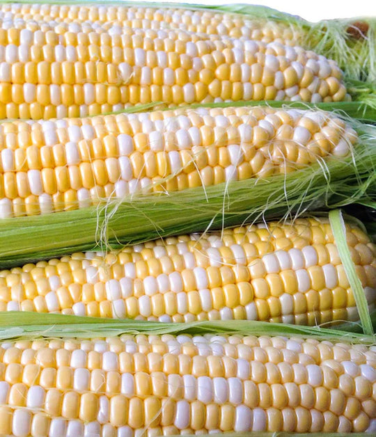 BULK Corn Enchanted- West Coast Seeds