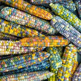Organic Corn Glass Gem - West Coast Seeds