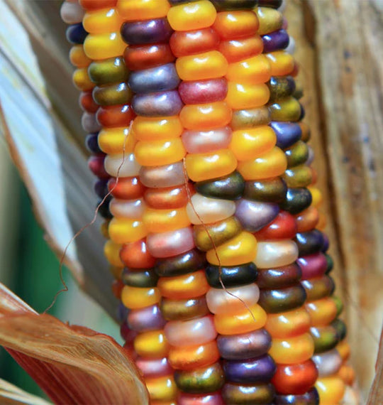 Organic Corn Glass Gem - West Coast Seeds