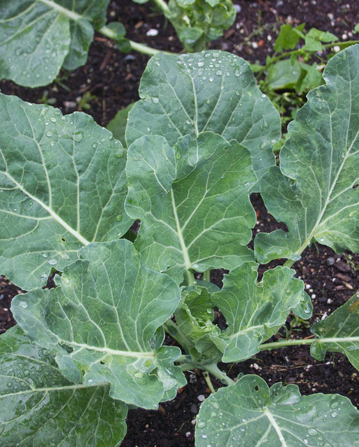 Organic Collards Champion - West Coast Seeds