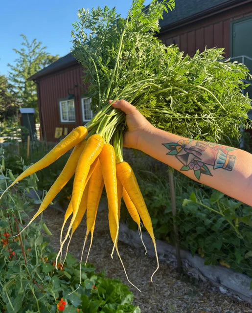 Carrot Gold Nugget - West Coast Seeds