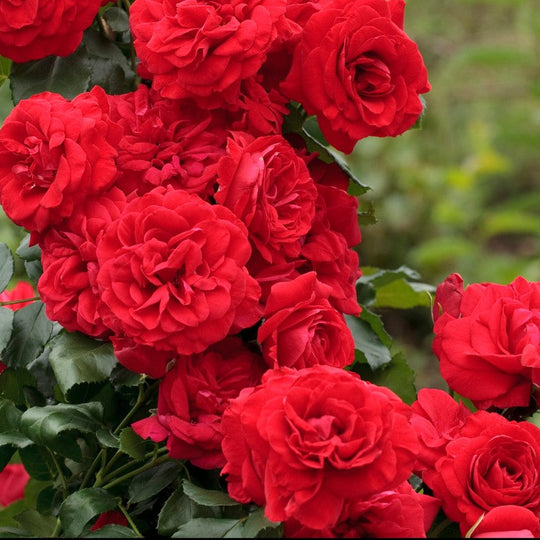 Crimson Sky - Star Roses and Plants