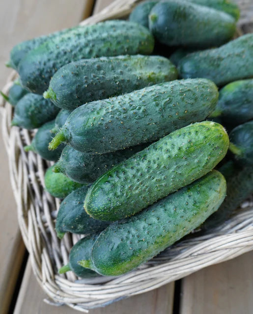 Cucumber Pickling Anya - West Coast Seeds