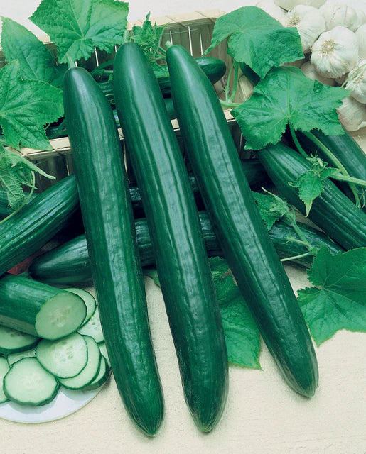 Cucumber Vista - West Coast Seeds
