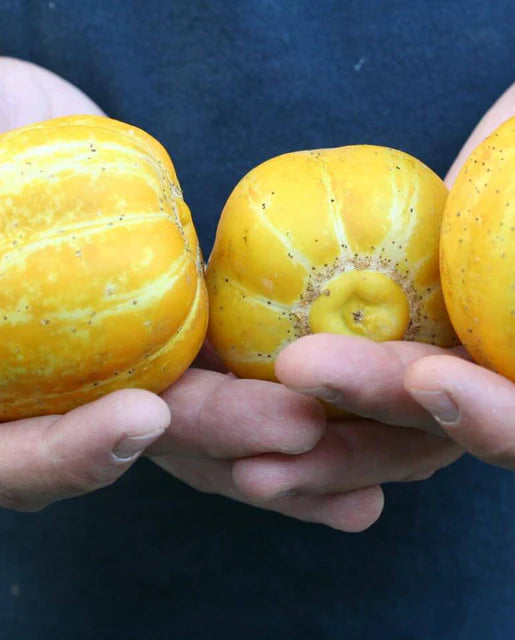 Cauliflower Fioretto 60 - West Coast Seeds