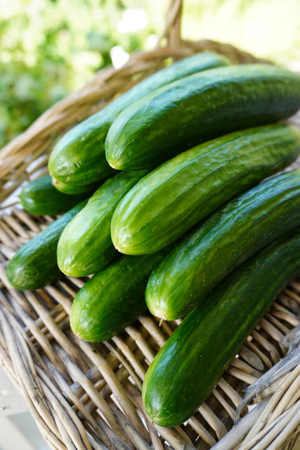 Organic Cucumber Manny - West Coast Seeds