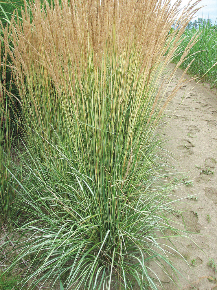 Feather Grass - Avalanche, 1 Pack