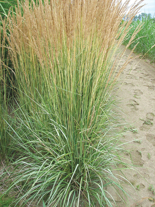 Feather Grass - Avalanche, 1 Pack