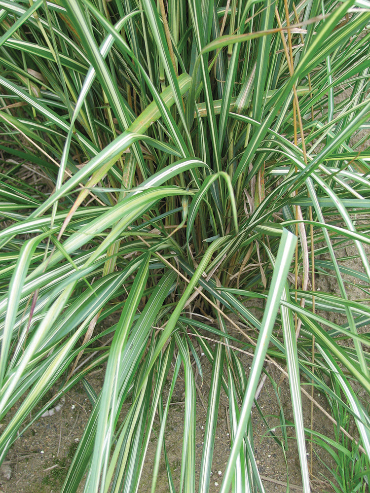 Feather Grass - Avalanche, 1 Pack