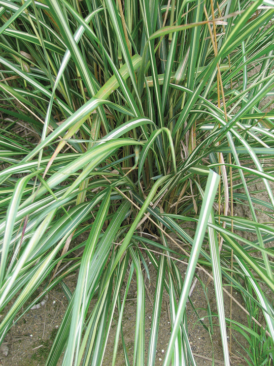 Feather Grass - Avalanche, 1 Pack