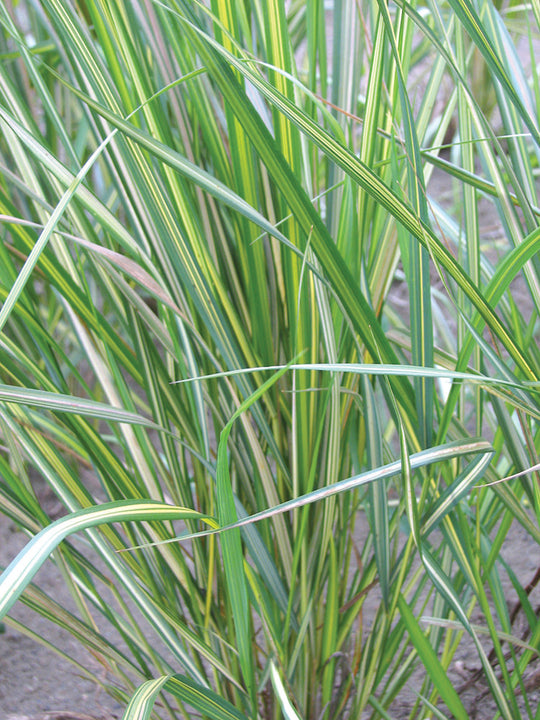 Feather Grass - Eldorado, 1 Pack