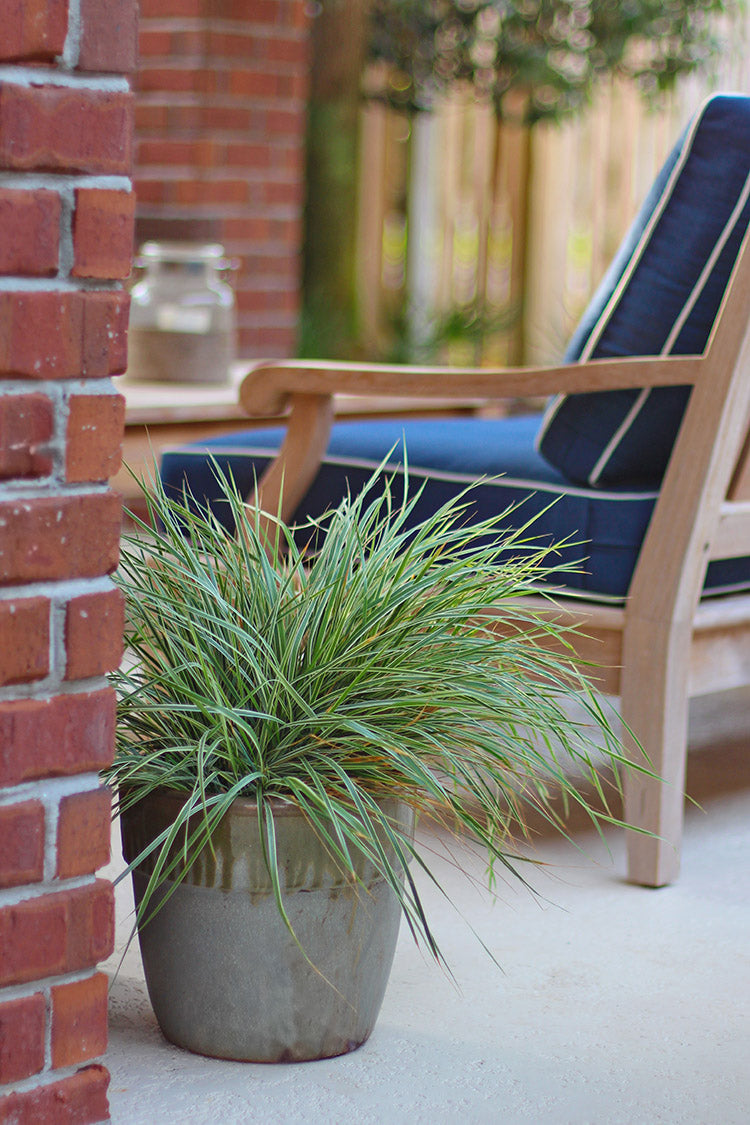 Feather Grass - Hello Spring, 1 Pack