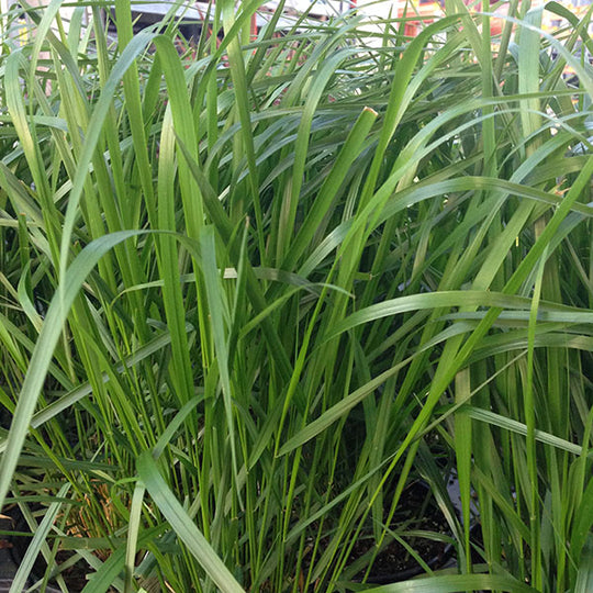 Feather Grass - Karl Foerster, 1 Pack