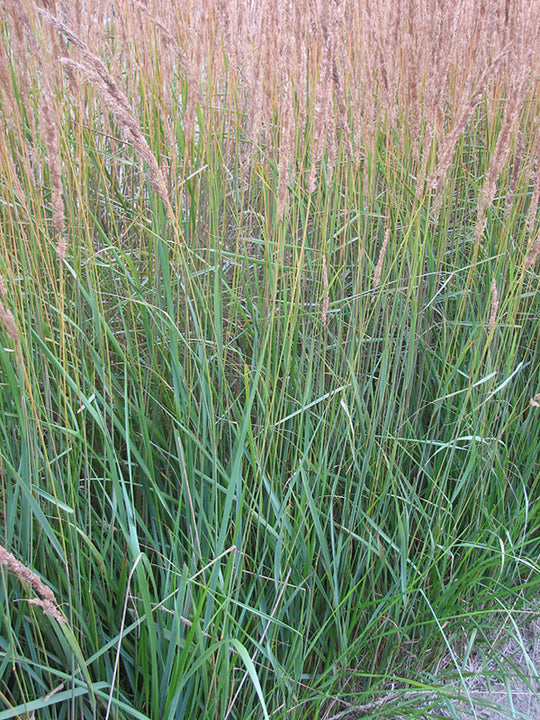 Feather Grass - Karl Foerster, 1 Pack