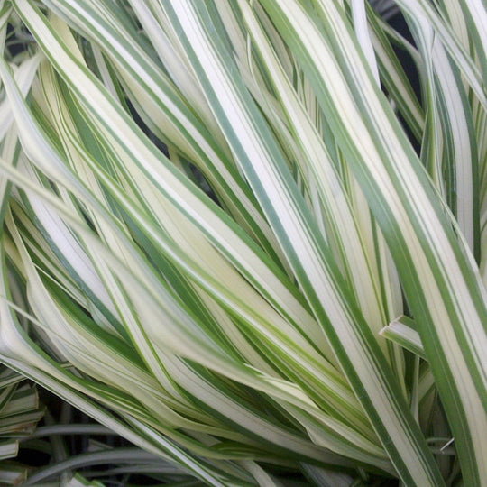 Feather Grass - Lighting Strike, 1 Pack