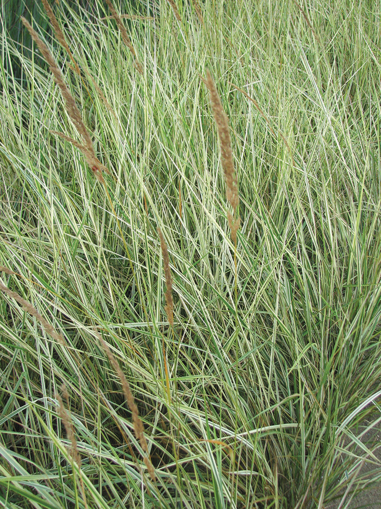 Feather Grass - Overdam, 1 Pack